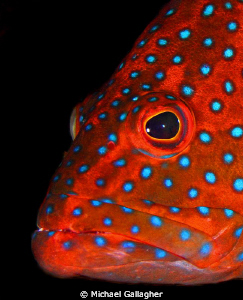 Coral Cod portrait, Red Sea, Sudan by Michael Gallagher 